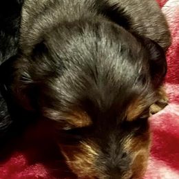 Chihuahuas and Dachshunds from Bartelt Breeders