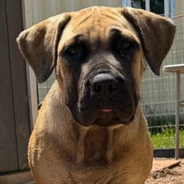 Lime green - Fawn female Boerboel puppy in Livingston, Texas from Peterbuilt Boerboel
