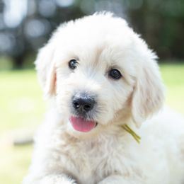 Mr Mint Julep - Goldendoodle puppy in Statesville, North Carolina from Parfait Mischen Goldendoodles
