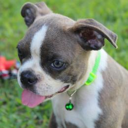 Lovely Lulu - Lilac female Boston Terrier puppy in Brooksville, Florida from Delamorés Pups