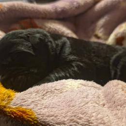Boy 3 - Black male Giant Schnauzer puppy in Fraziers Bottom, West Virginia from Loyal Hearts Farm / RK's Dobermans