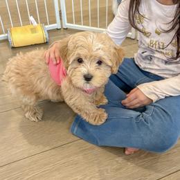 Bernedoodle and Cavapoochon Puppies from This is Doodles