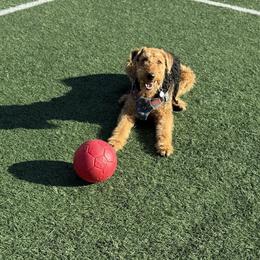 Tillie - Airedale Terrier