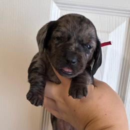 Allison - Dapple female Dachshund puppy in Springfield, Tennessee from Savannah’s Doxie Palace