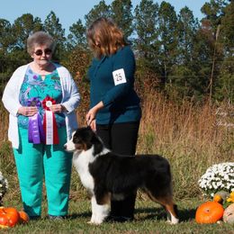 Sheppard - Australian Shepherd