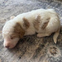 Boy 3 - Parti male Goldendoodle puppy in Spring Hill, Florida from Ohana Doodles x Frenchies