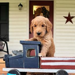 Megamind - Red  male Goldendoodle puppy in Rose Hill, North Carolina from Red Door Canines