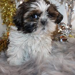 Girl 1 - Gold and white female Shih Tzu puppy in Craig, Colorado from Rocky Mountain Shih Tzus and Dry Creek Miniature Dachshunds