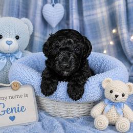 Genie - Black male Shihpoo puppy in Hertford, North Carolina from Heaven Sent Shihpoo's