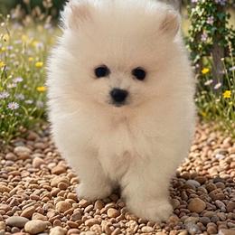 Archie - White male Pomeranian puppy in Charlotte, North Carolina from Kouture Pomeranians