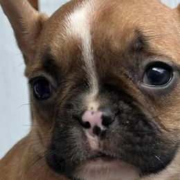 Basset Hounds and French Bulldogs from Melissa’s Adorable Bassets and Frenchies