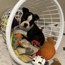 Black and White Boy - Black and white male Boston Terrier puppy in Anderson, South Carolina from Lola’s House of Bostons & Rescue