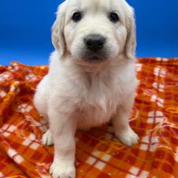 Cream Male 5 - Light golden male Golden Retriever puppy in Spanaway, Washington from 11 Oaks Kennels