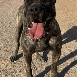 Perro de Presa Canario Puppies from Mesquite Creek Kennels