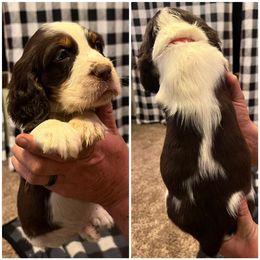 Waylon Jennings - English Springer Spaniel puppy in Clinton, Missouri from Twin Ridge Springers