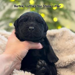 Barbie - Black female Labrador Retriever puppy in Owosso, Michigan from Bennington Retrievers
