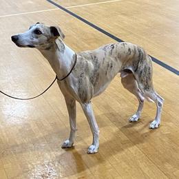 Whippets from Ruswynn Kennels