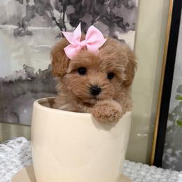 Ella (RESERVED) - Apricot female Maltipoo puppy in Spring, Texas from GlamPaw Maltipoos