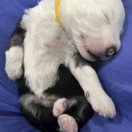 Old English Sheepdog Puppies from Walnut Ridge Farms OES