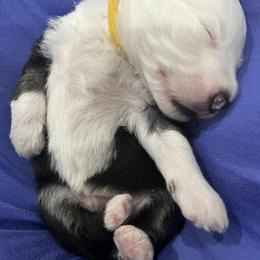 Old English Sheepdog Puppies from Walnut Ridge Farms OES