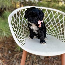 Australian Labradoodle, Bernedoodle, and Cavapoo Puppies from Doodles of Oz