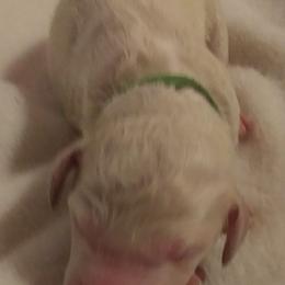 Poodle Puppies from Barbi's Standards