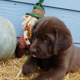 Labrador Retriever Puppies from Christina Tsoukalas