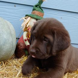 Labrador Retriever Puppies from Christina Tsoukalas