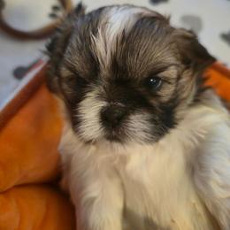 Nate - Tricolor male Shih Tzu puppy in Filer, Idaho from Shih Tzu Kennels