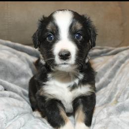Romeo - Black tri male Miniature Australian Shepherd puppy in Kissee Mills, Missouri from Clinkenbeard Kennel
