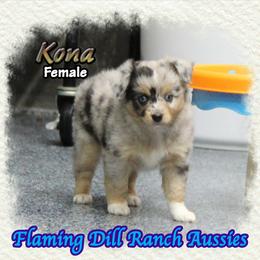 Kona - Blue merle female Toy Australian Shepherd puppy in Forestburg, Texas from Flaming Dill Ranch Aussies