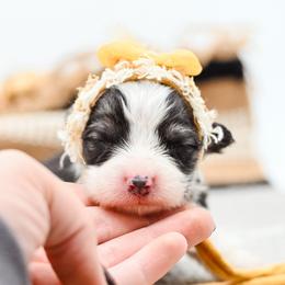 EMBER - White and fawn female Pembroke Welsh Corgi puppy in Mona, Utah from Sorensen Corgis