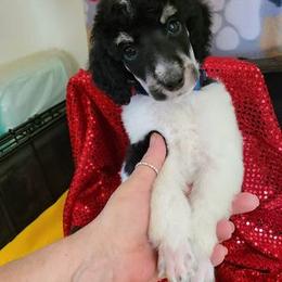 Poodle Puppies from My Buddies Puppies