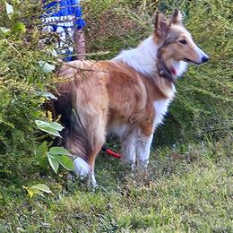 Chiming - Collie