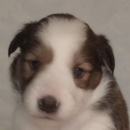 Shetland Sheepdogs from Sheltie Puppies
