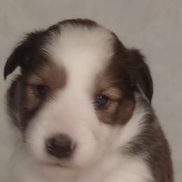Shetland Sheepdogs from Sheltie Puppies