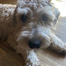 Sasha - Whoodle