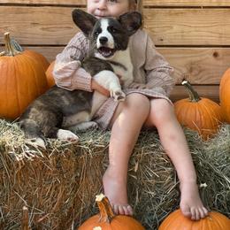 Cardigan Welsh Corgi and Dachshund Puppies from Rosewick Kennels