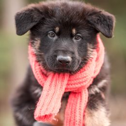 Tater - Black and tan male German Shepherd puppy in Berwick, Maine from Vom Rindahaus Shepherds