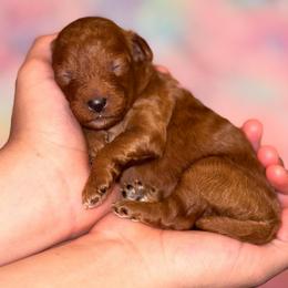Blossom - Red  female Poodle puppy in Kissimmee, Florida from Poodle Doodle Kennels