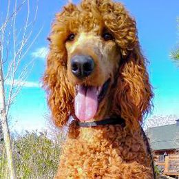 Ari - Poodle