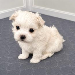 BOY 1 - White male Maltese puppy in Ashville, Alabama from LMC Pups