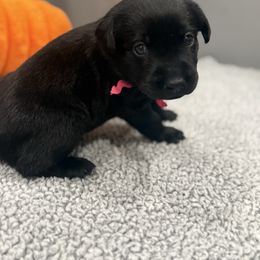 Pink collar Female - Black female Labrador Retriever puppy in Gainesville, Georgia from Rucker Retrievers