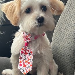 Buddy - Cream Maltipoo puppy in Nibley, Utah from William's Maltipoos