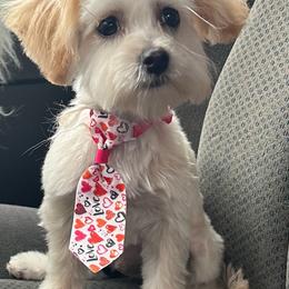 Buddy - Cream Maltipoo puppy in Nibley, Utah from William's Maltipoos