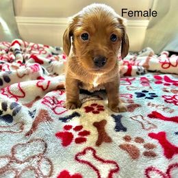 Dachshund Puppies from Kim's Dachshund