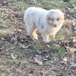 Riata - Red merle female Australian Shepherd puppy in Clover, Virginia from Four Winds Australian Shepherds