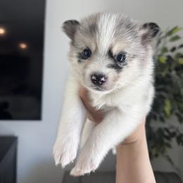 Pomsky Puppies from Velvet Pomskies