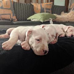 Dogo Argentino Puppies from De la Fuerza de Dios