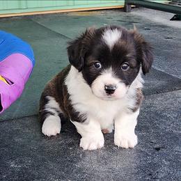 Gia - Brindle and white female American Corgi puppy in Concrete, Washington from Wigglebutts American Corgis
